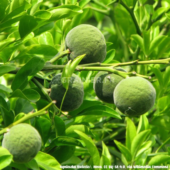 Citronnier épineux, Oranger trifolié, Citrus trifoliata, Poncirus trifoliata image